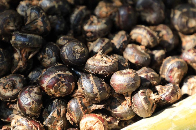 Know 9 Surprising health benefits of water chestnuts in winter