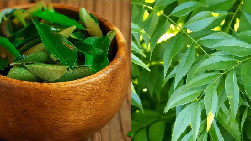 Learn about 7 natural health benefits of curry leaves