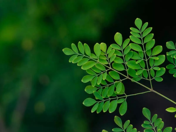 Know 10 benefits of eating fresh moringa leaves