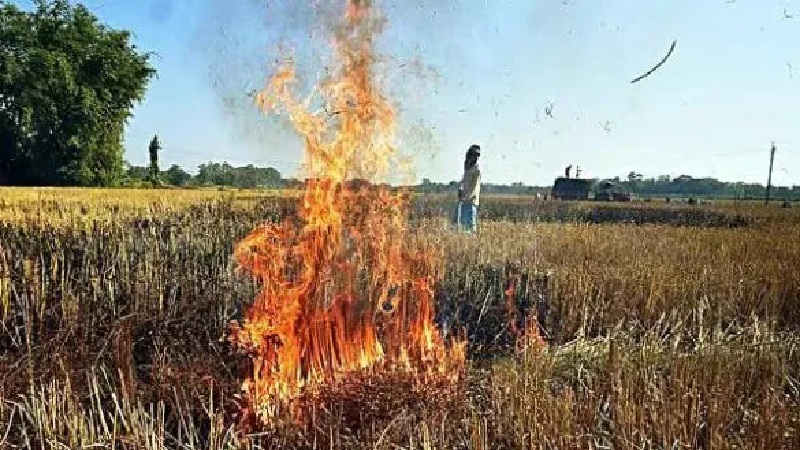Madhya pradesh left punjab behind in cases of stubble burning