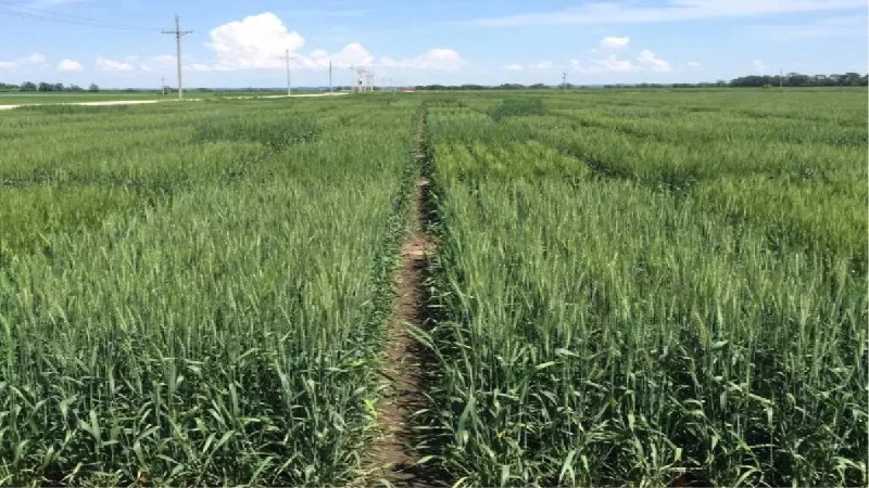 Farmers are worried due to november heat, wheat sowing may be affected