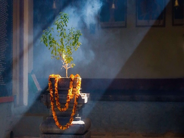 Know the fast of utpanna ekadashi 2024, tulsi puja and its benefits