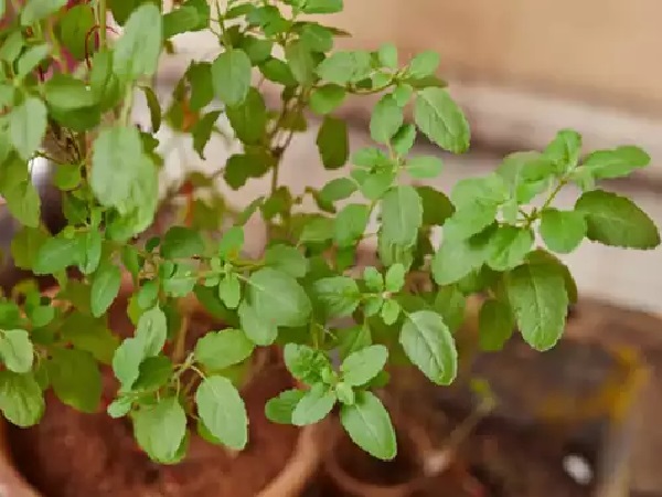 Know the importance of tulsi puja and do tulsi leaves become stale