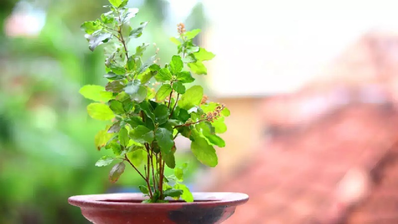 Keep this special thing near tulsi plant, happiness and prosperity will come in the house and financial crisis will go away