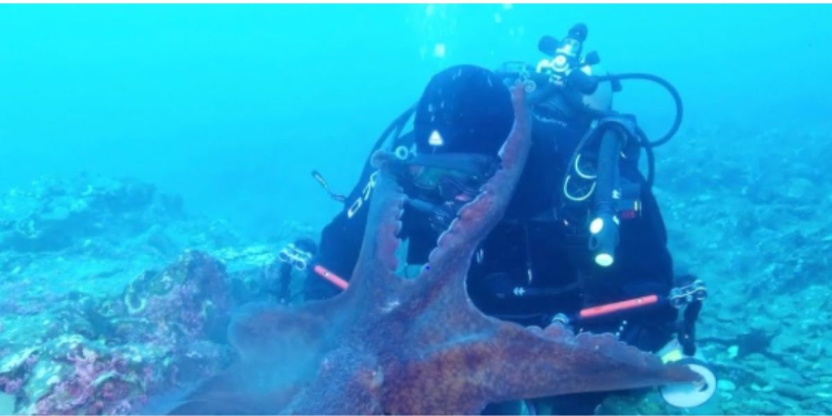 Angry Octopus Chokes Diver for Disturbing It During Scuba Diving