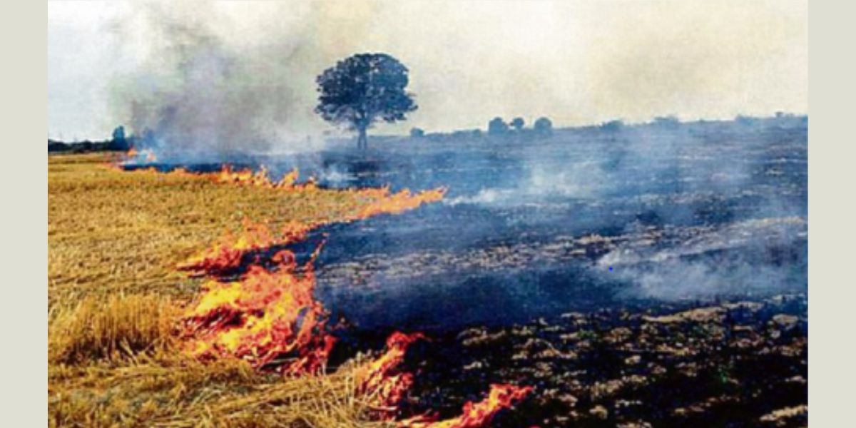 Major Fire in Sidhu Moosewalaâ€™s Village: One Acre Wheat Crop Burnt, Farmer Faces Heavy Loss