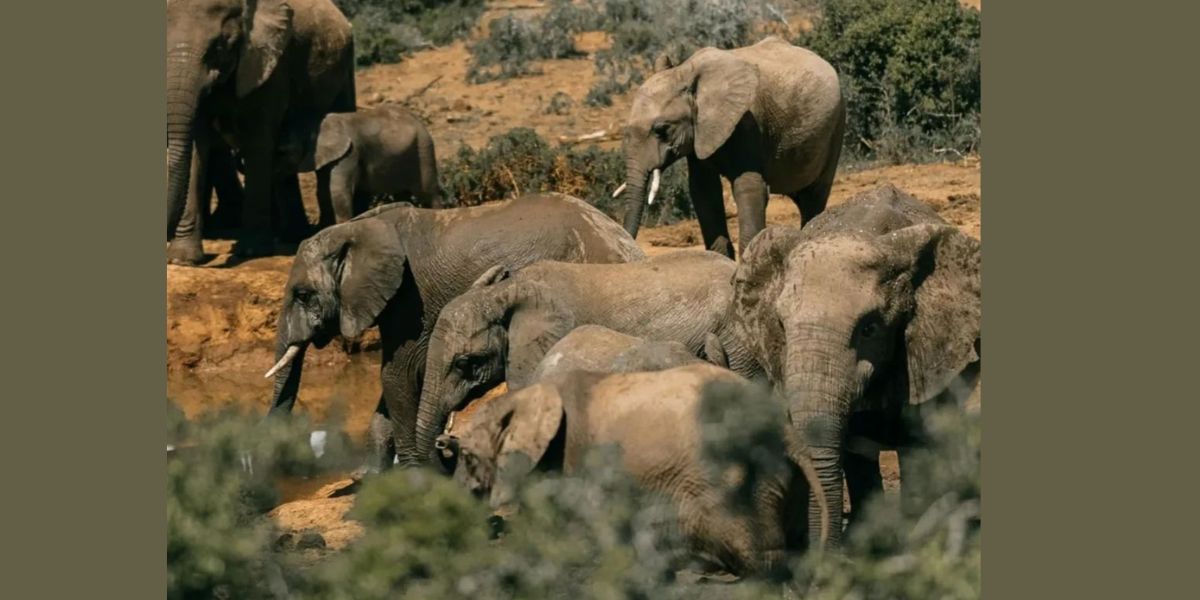 Africa Welcomes 500 Elephants After Decades â€” A Rare Conservation Triumph