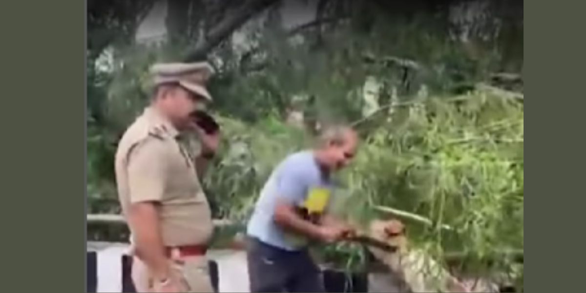 Tree Falls on DAV College Flyover in Jalandhar Amid Heavy Rainfall
