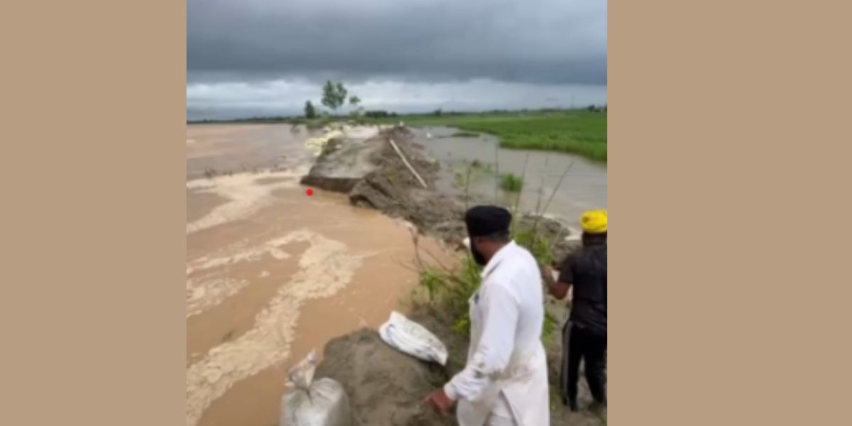 Punjab Rains: Dam Breaks in Sultanpur Lodhi, Farmers Fear Crop Damage