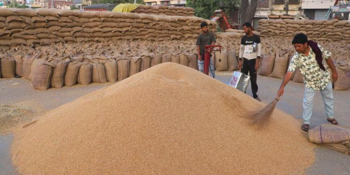 कपूरथला में गेहूं खरीद ने पकड़ी रफ्तार, लक्ष्य का आधा पार; किसानों को 416.2 करोड़ का भुगतान